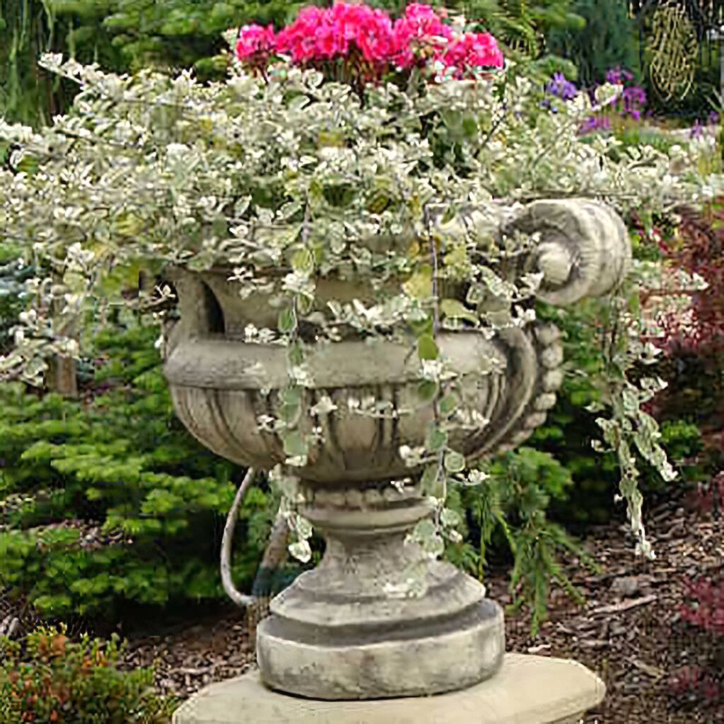  Romantische Pflanzamphore Für Den Garten - Wilhelma