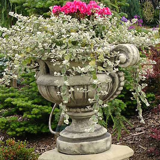  Romantische Pflanzamphore Für Den Garten - Wilhelma