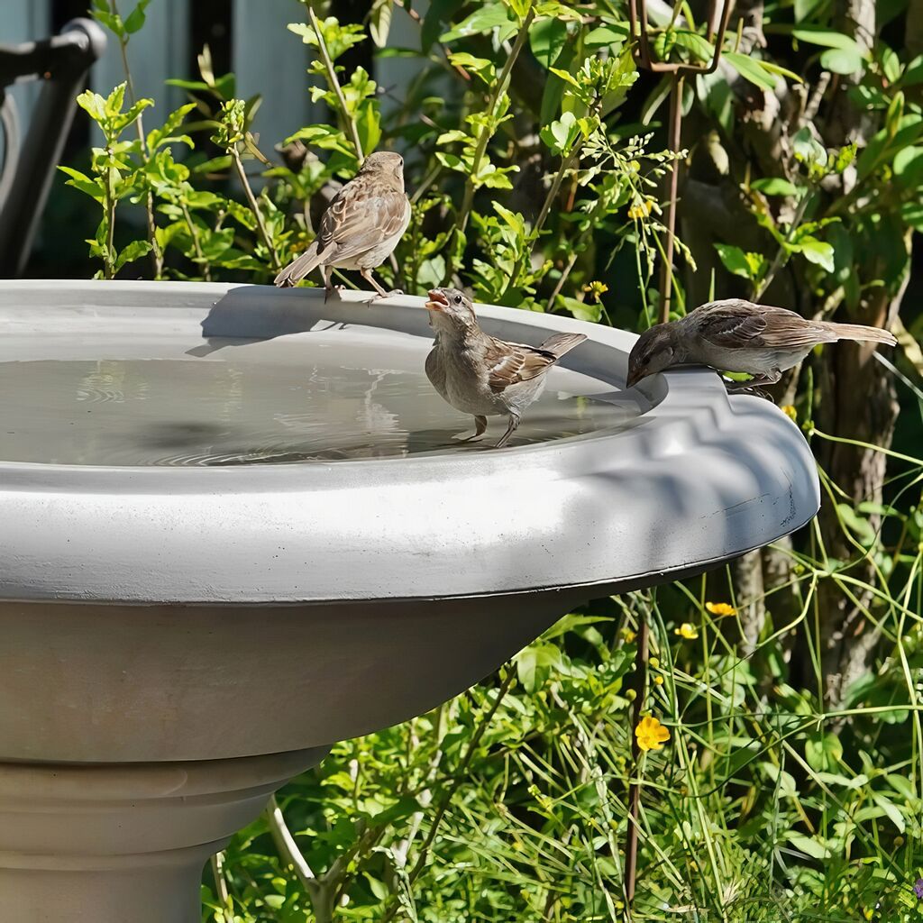  Vogelbad Aus Stein Kaufen - Arabella